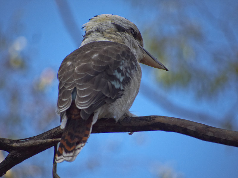 Warrumbungle, Kookaburra